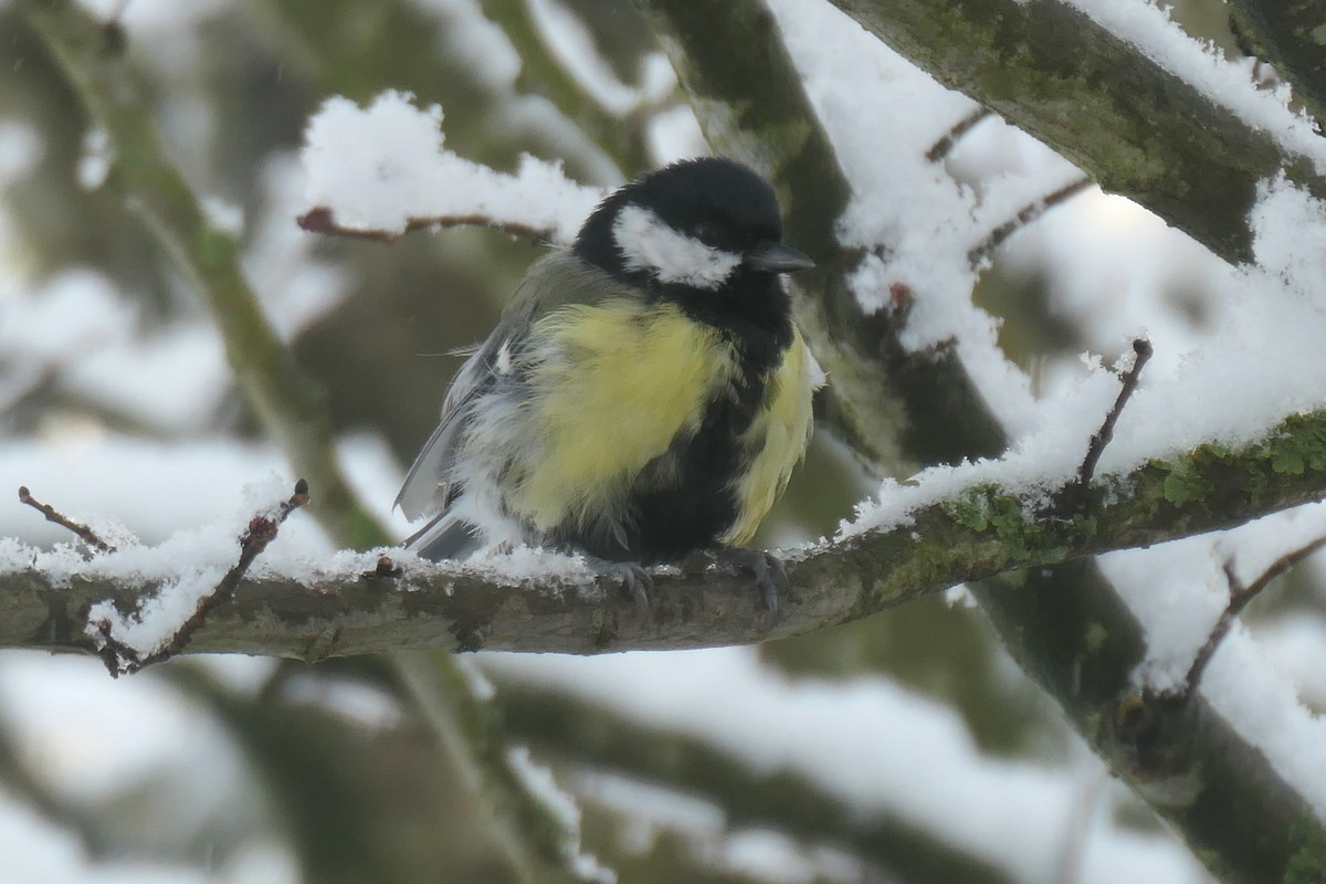 Great Tit - ML645263244