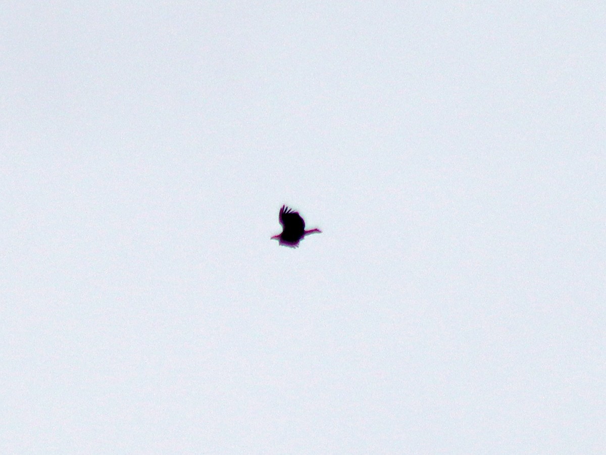 Bald Eagle - ML645263246