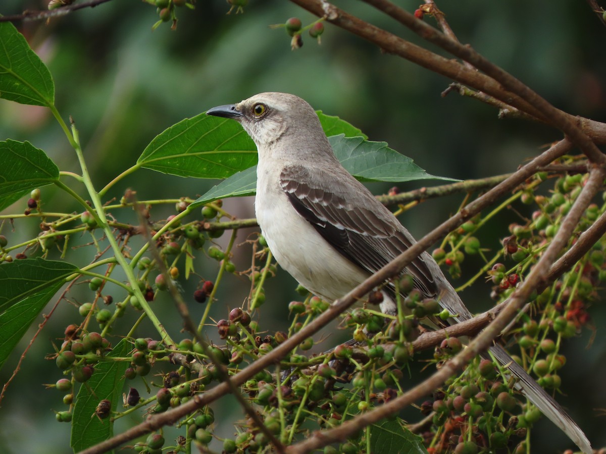 Tropikal Taklitçi - ML645263248