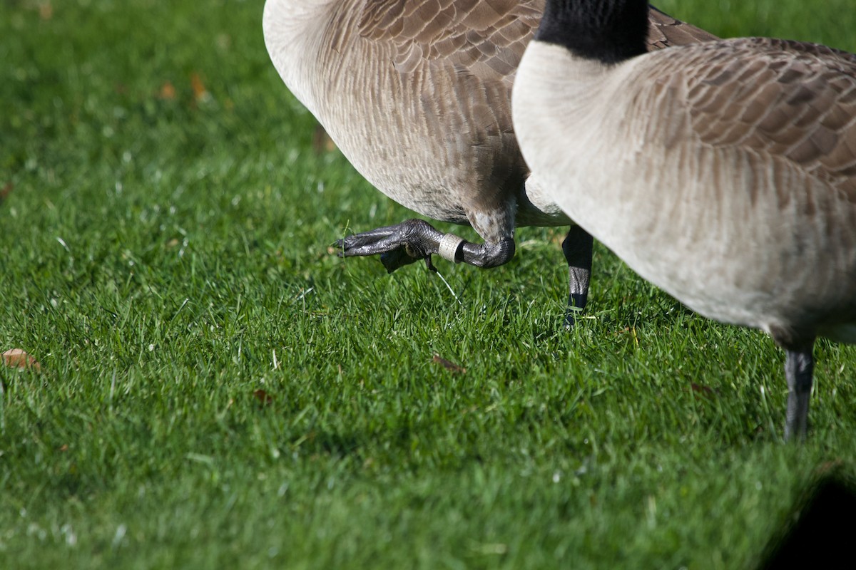 Canada Goose - ML645263249