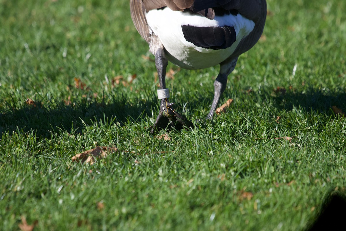 Canada Goose - ML645263250