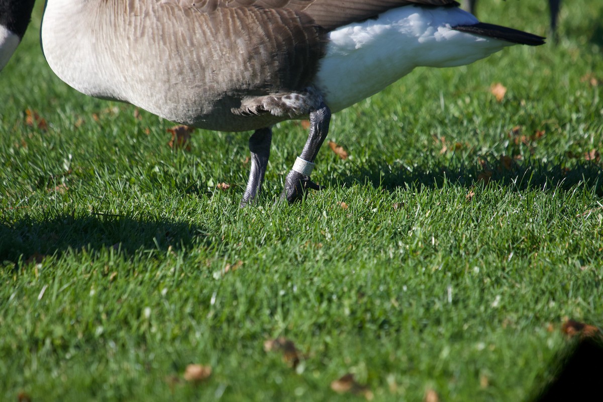 Canada Goose - ML645263251