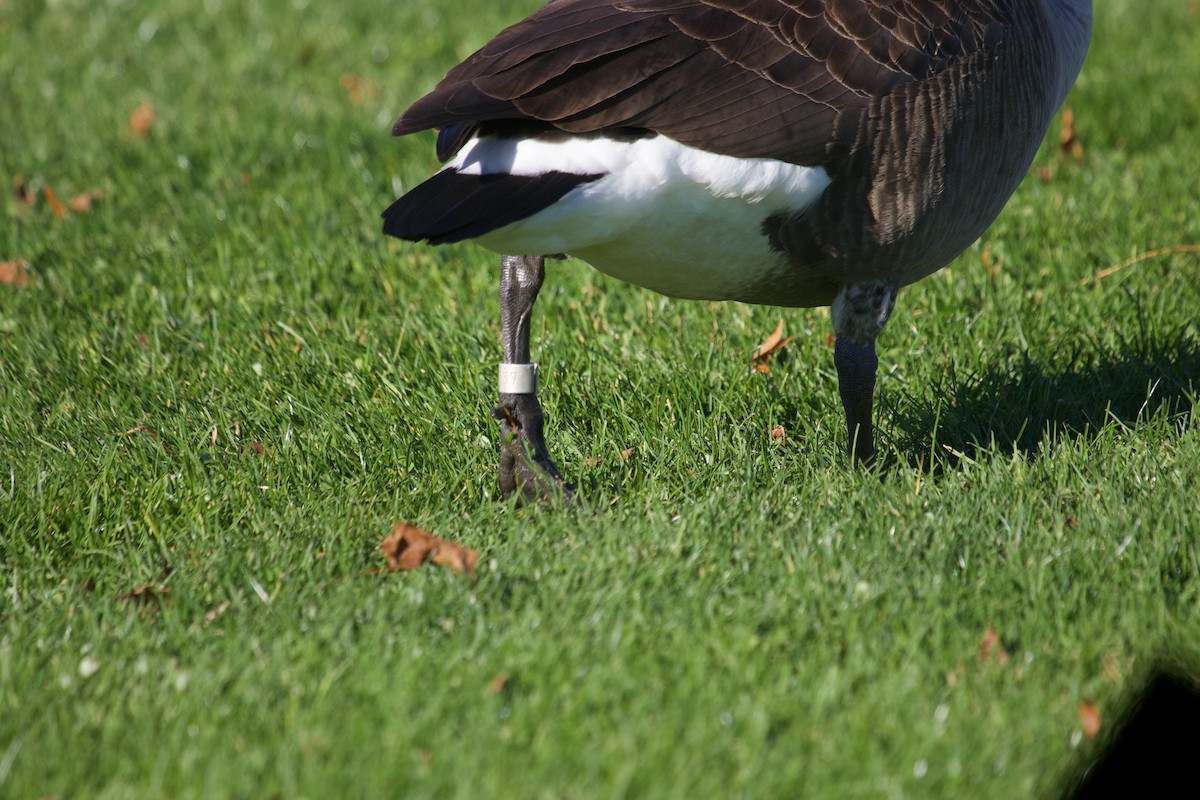 Canada Goose - ML645263252