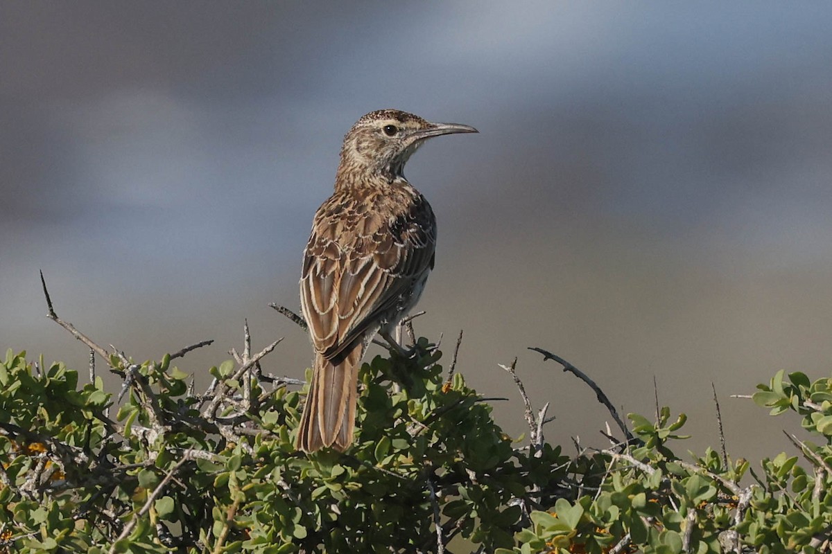 Cape Long-billed Lark - ML645263255