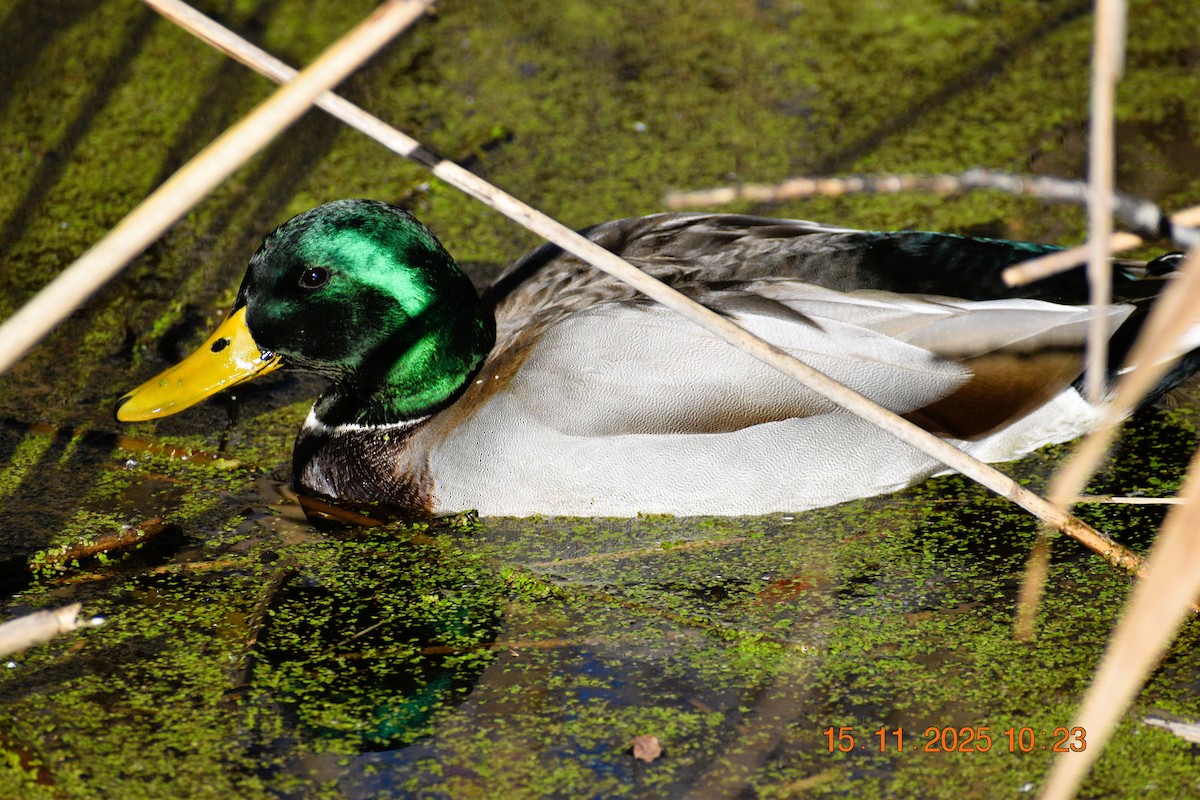 Mallard - ML645263256