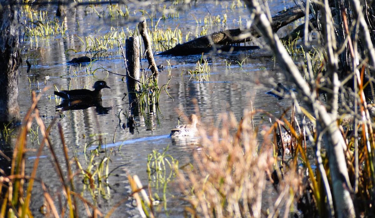 Northern Pintail - ML645263263