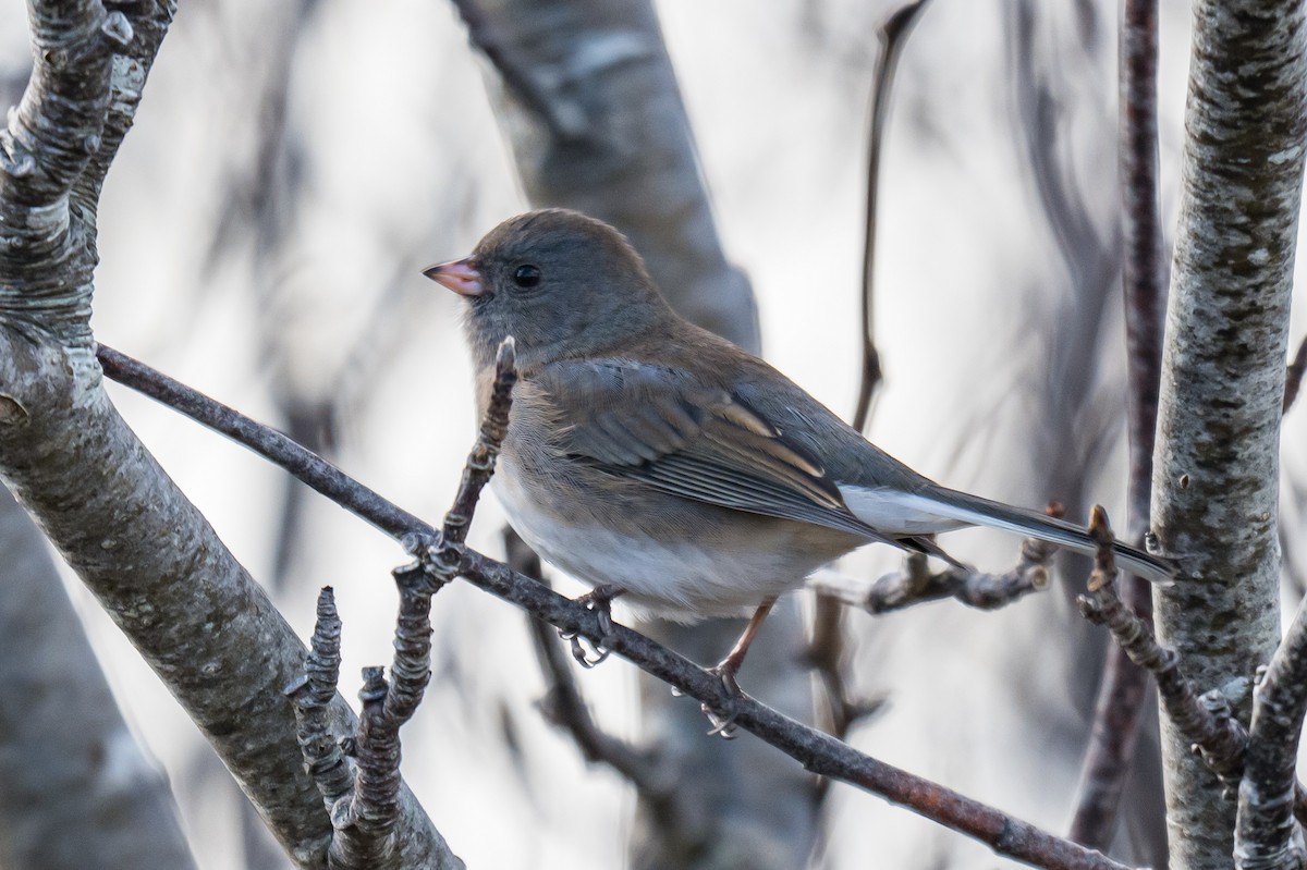 Dark-eyed Junco - ML645263265