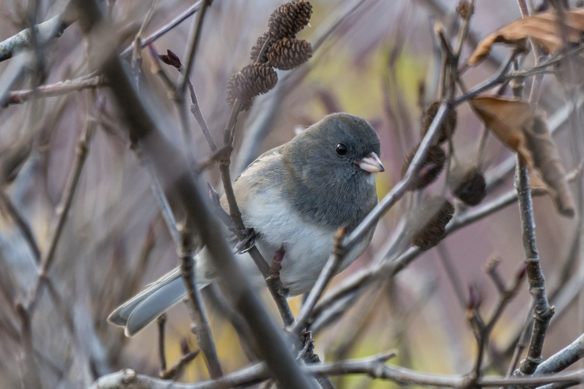 Dark-eyed Junco - ML645263266