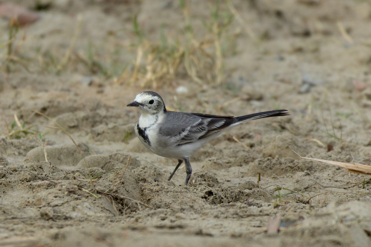 konipas bílý - ML645263267