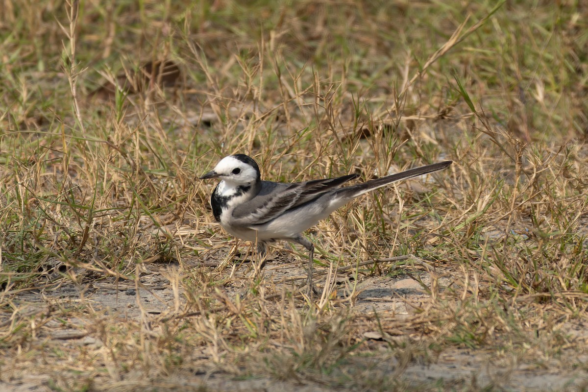 konipas bílý - ML645263268