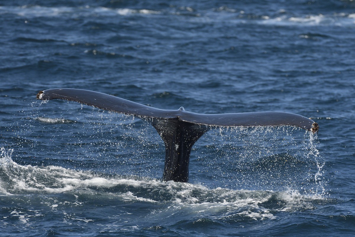 Humpback Whale - ML645263269