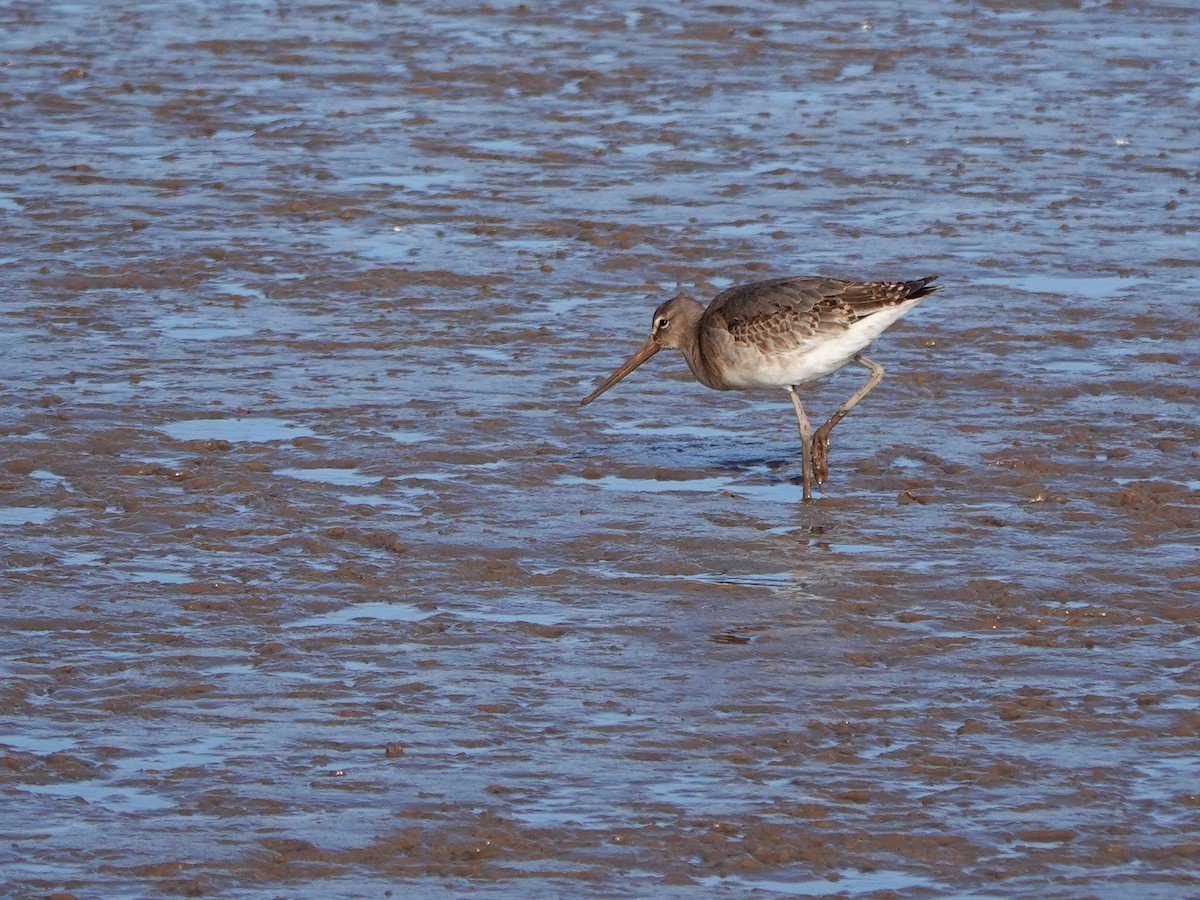 Black-tailed Godwit - ML645263270