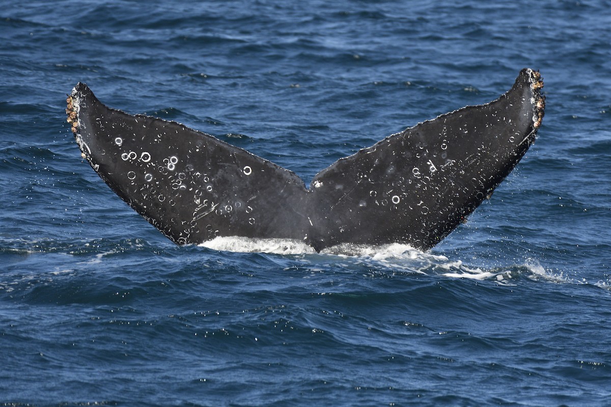 Humpback Whale - ML645263290