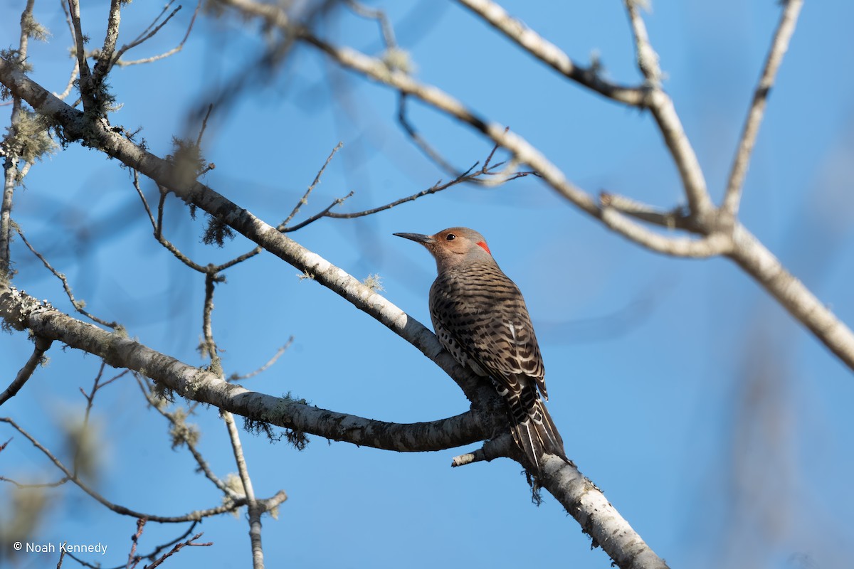 Northern Flicker - ML645263298