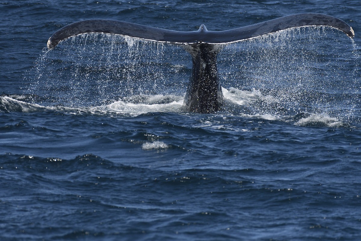 Humpback Whale - ML645263300