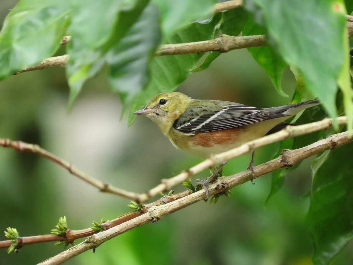 Пісняр-лісовик каштановий - ML645263302