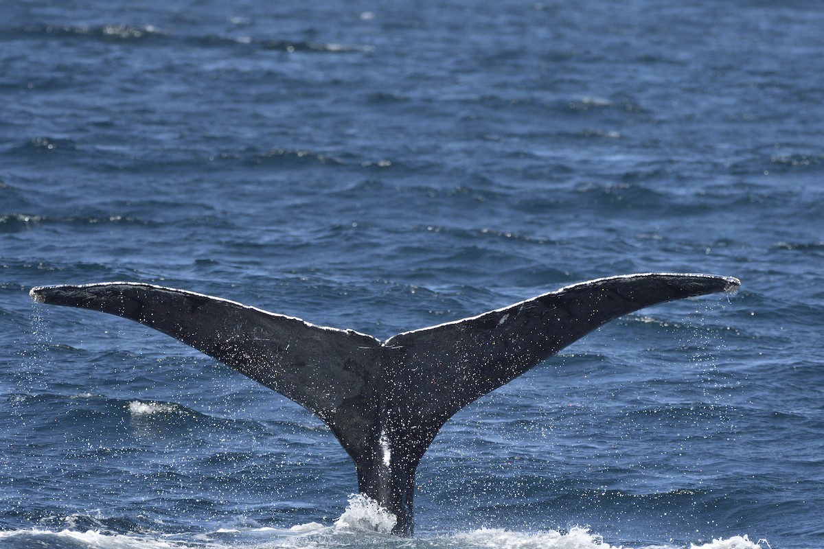 Humpback Whale - ML645263305
