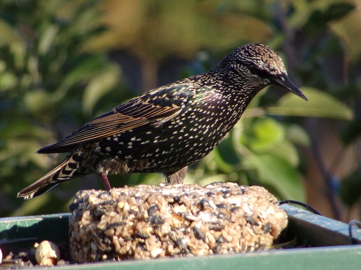 Шпак звичайний - ML645263316