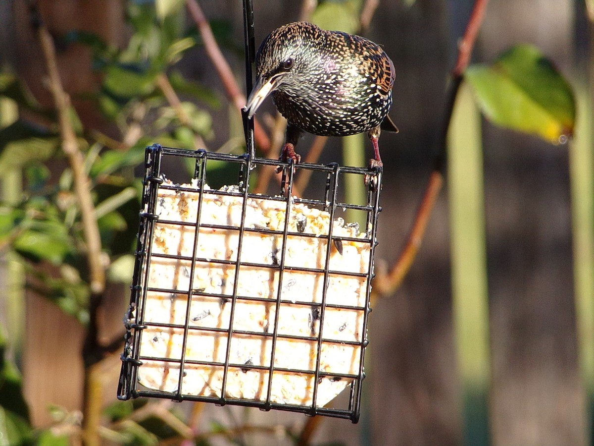 Шпак звичайний - ML645263317