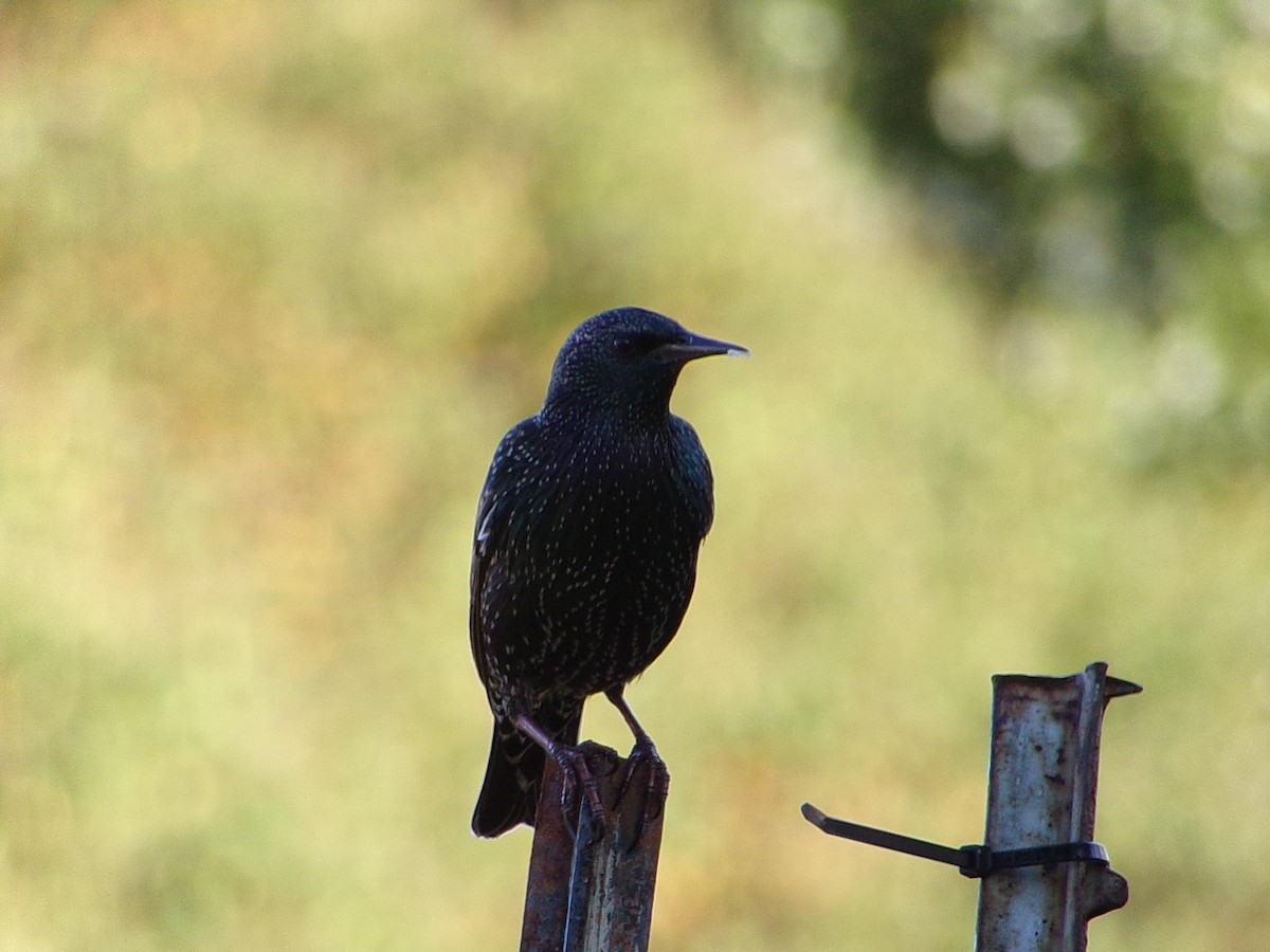 Шпак звичайний - ML645263318