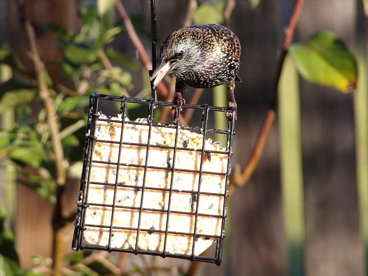 Шпак звичайний - ML645263319