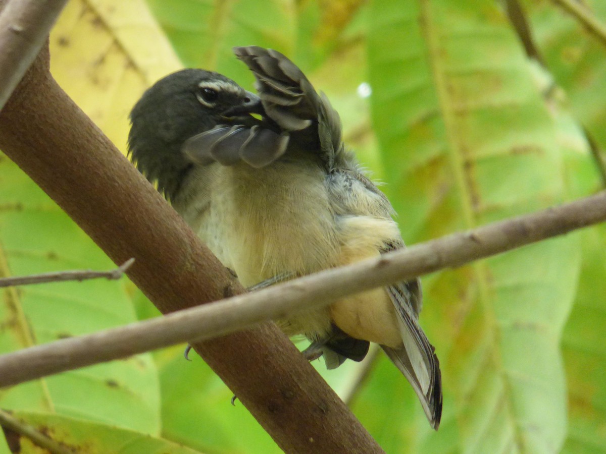 Зернолуск оливковий - ML645263324