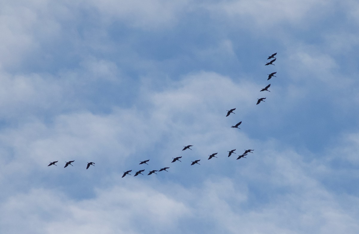 Grulla Canadiense - ML645263326