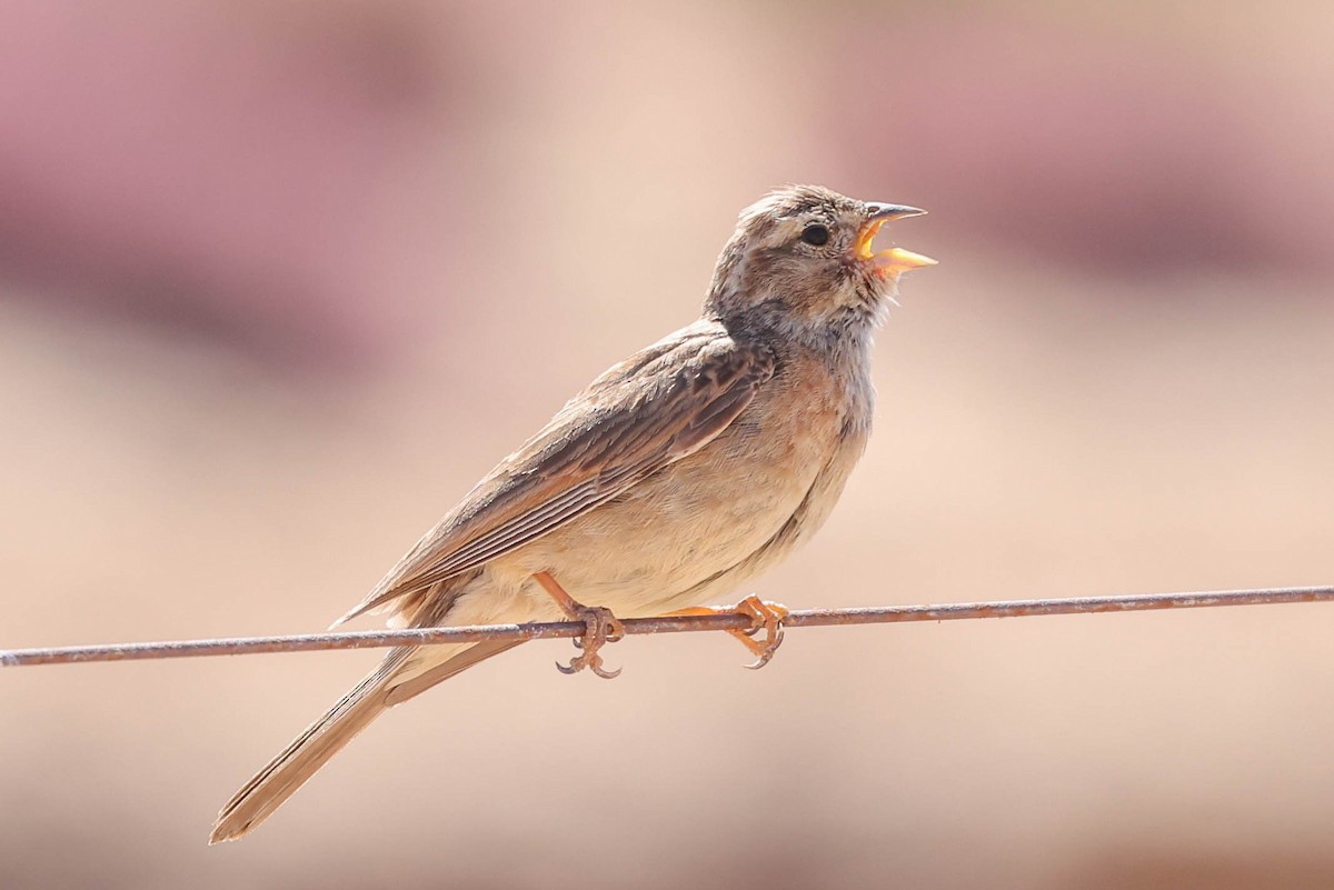Lark-like Bunting - ML645263328