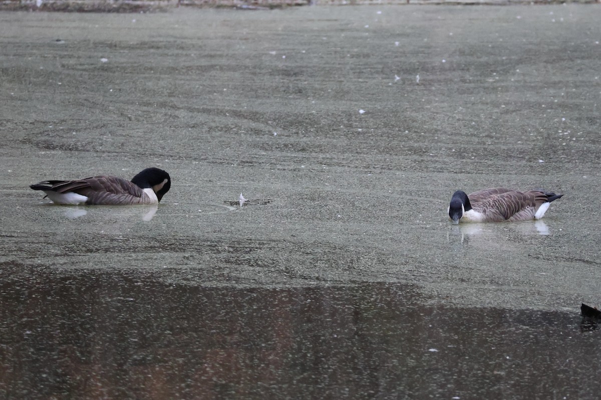 Canada Goose - ML645263329