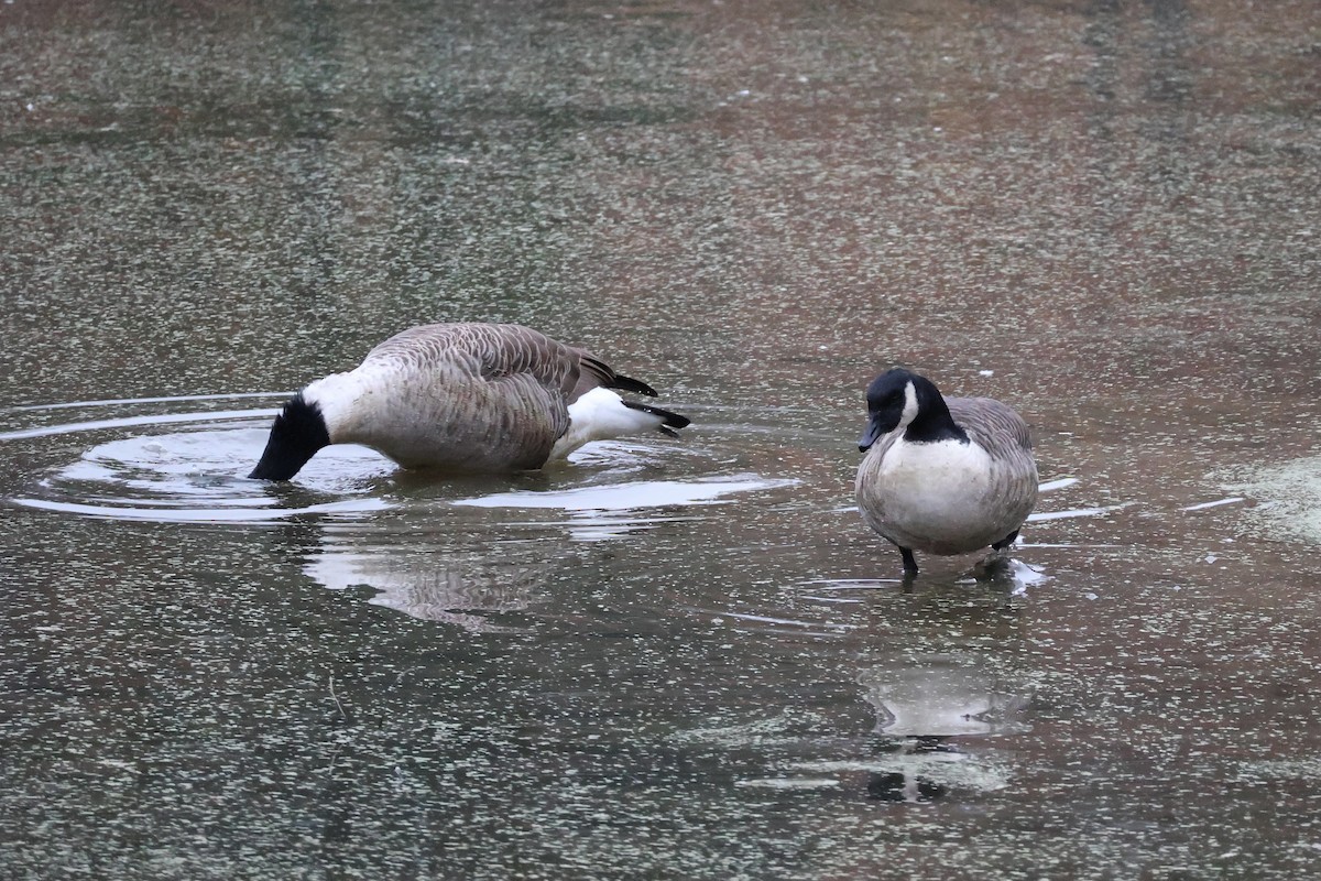 Canada Goose - ML645263330