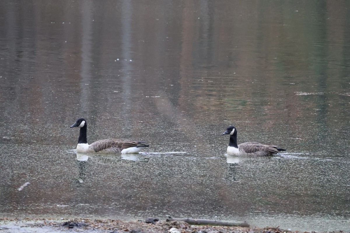 Canada Goose - ML645263331