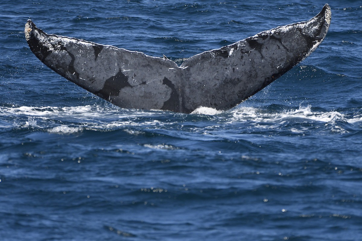 Humpback Whale - ML645263334