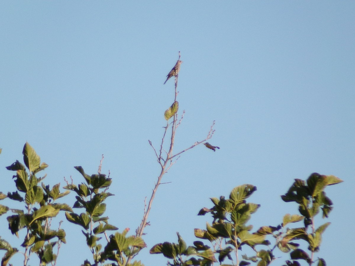House Finch - ML645263339