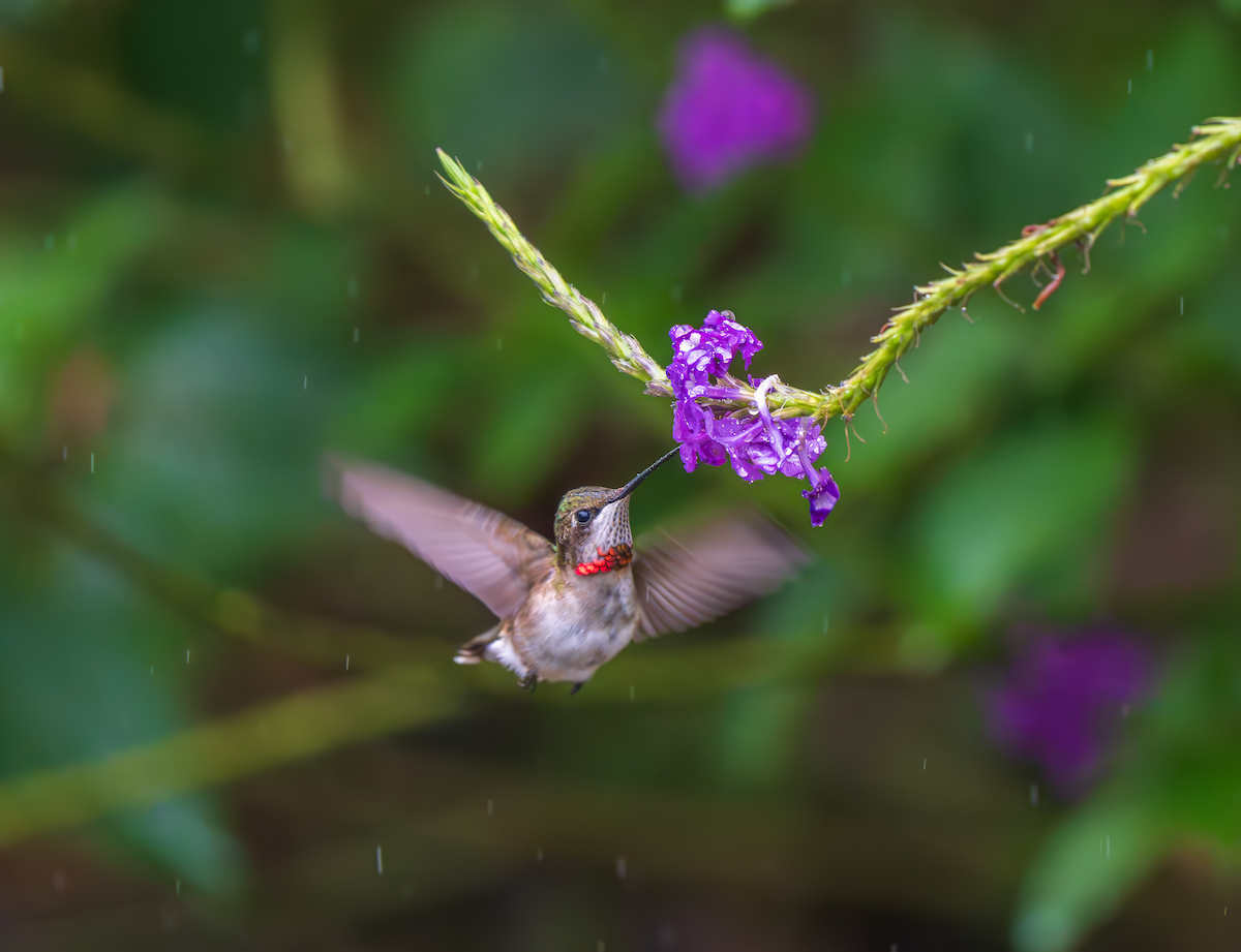 Colibri à gorge rubis - ML645263340