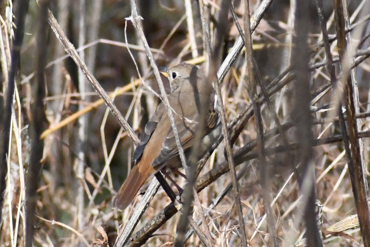Hermit Thrush - ML645263367