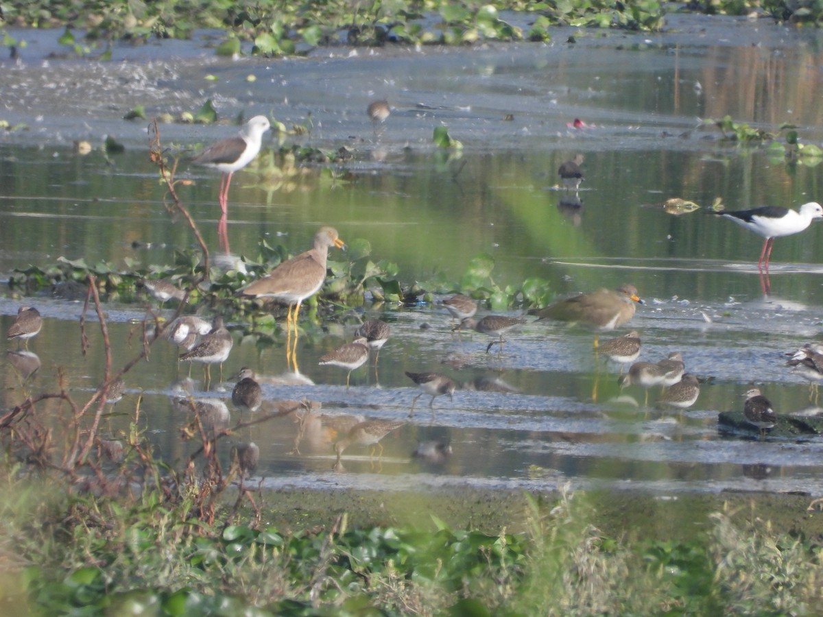 Gray-headed Lapwing - ML645263370