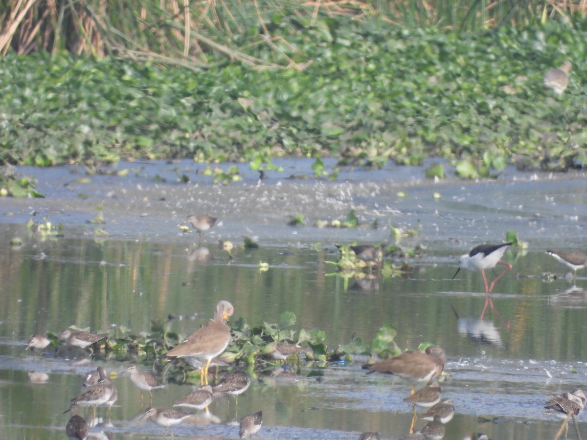Gray-headed Lapwing - ML645263371