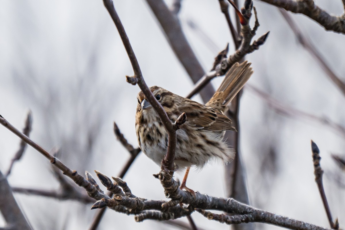 Song Sparrow - ML645263373
