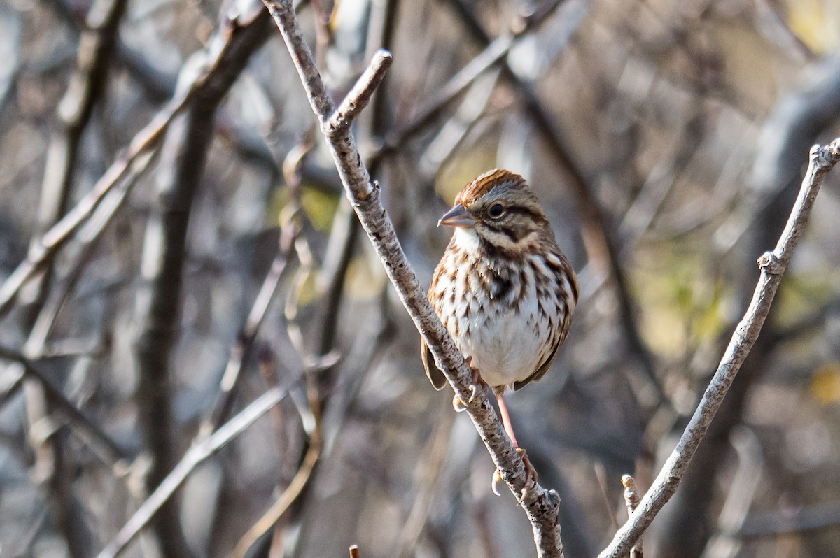 Song Sparrow - ML645263374