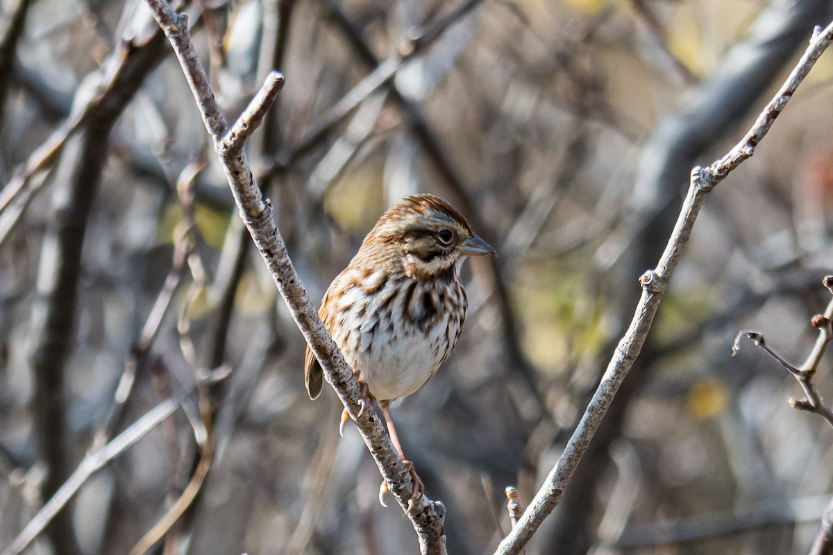 Song Sparrow - ML645263375