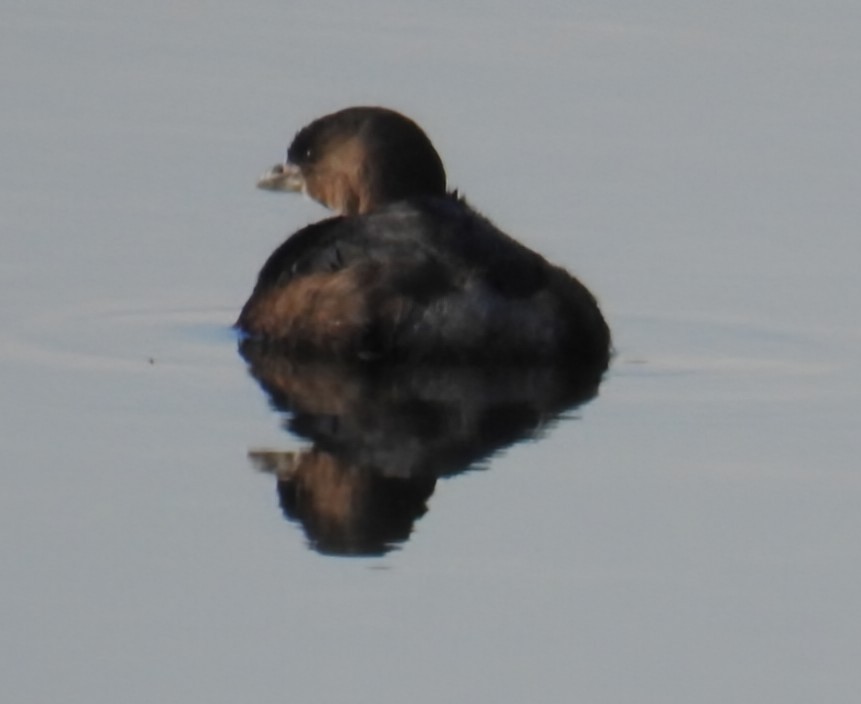 Pied-billed Grebe - ML645263377