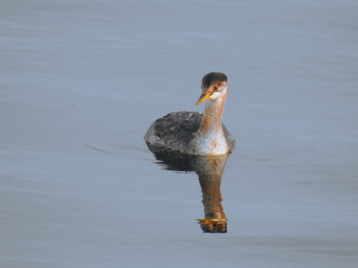Red-necked Grebe - ML645263403