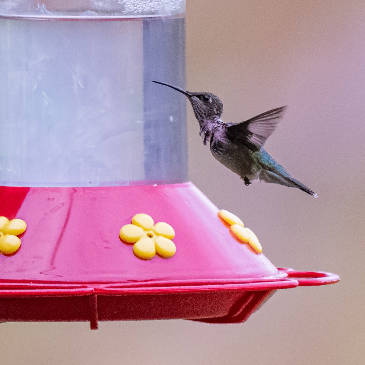 Colibri à gorge rubis - ML645263404