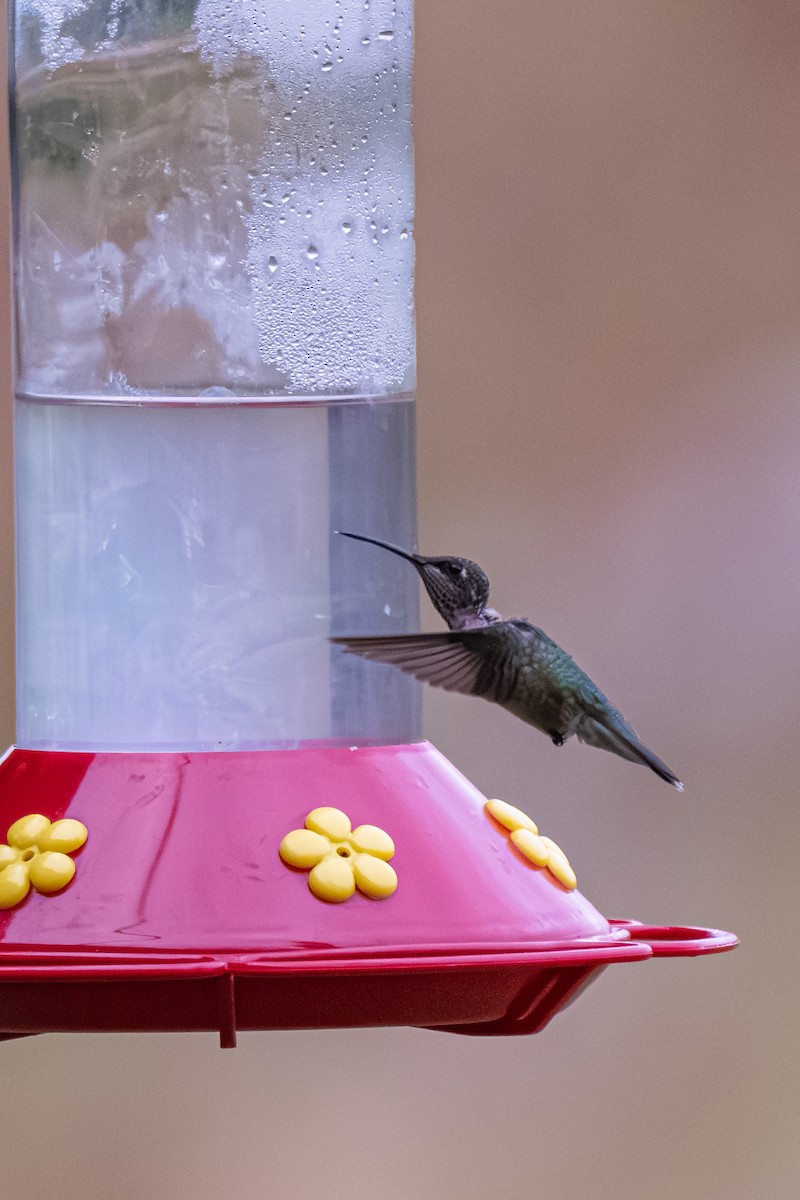 Colibri à gorge rubis - ML645263405