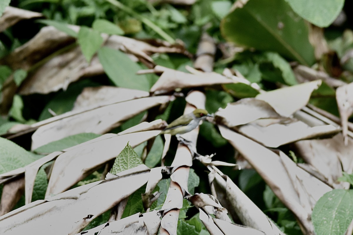 Olive-capped Flowerpecker - ML645263421