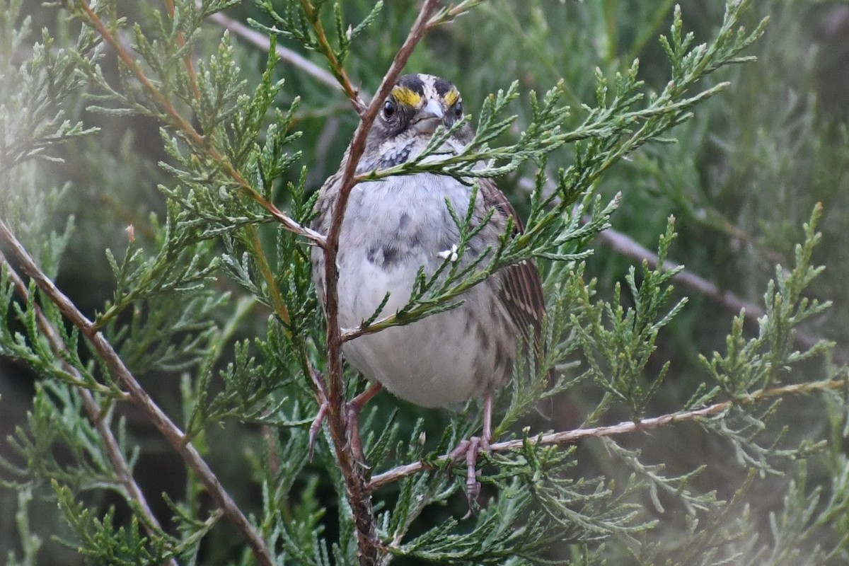 White-throated Sparrow - ML645263422