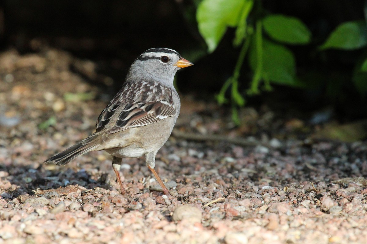 White-crowned Sparrow - ML645263423