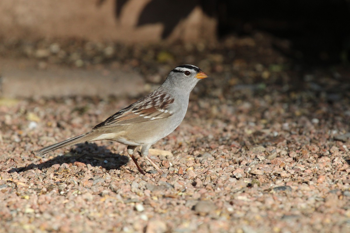 White-crowned Sparrow - ML645263424