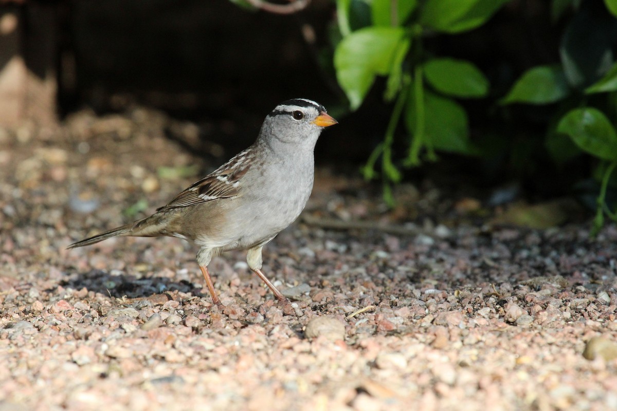 White-crowned Sparrow - ML645263425