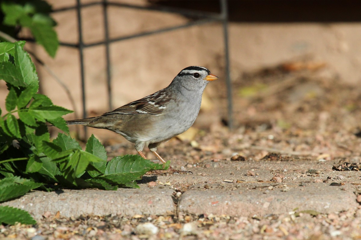 White-crowned Sparrow - ML645263426